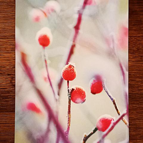 troc de  Affiche "Baies rouges tombées sur le givre du jardin"., sur mytroc