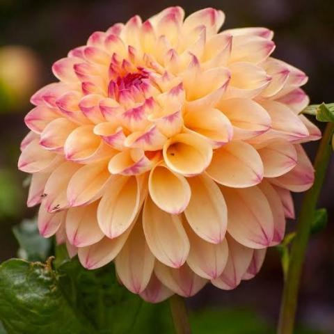 troc de  Je recherche des dahlias, sur mytroc