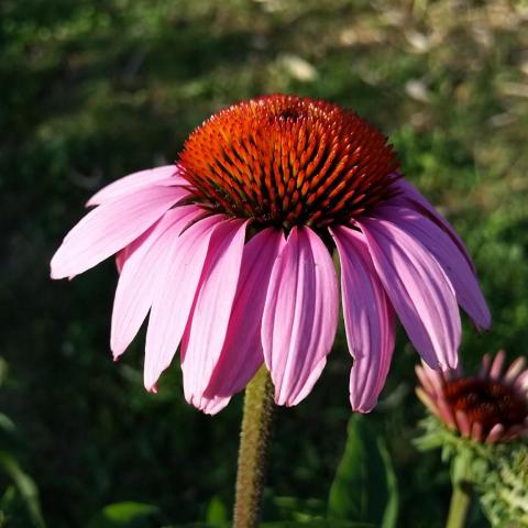 troc de  Plants vivaces, sur mytroc