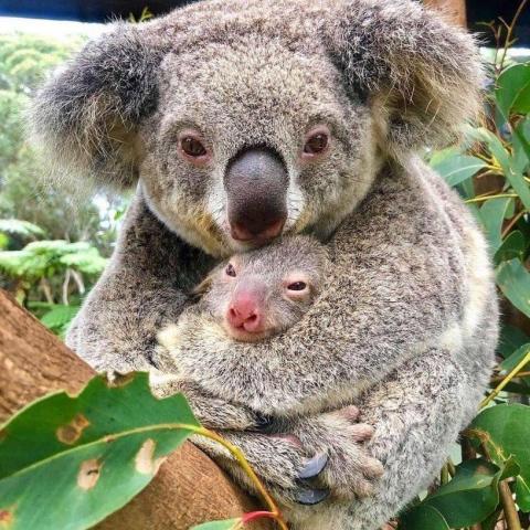 troc de  Ensemble de trocs PAPICHA, sur mytroc