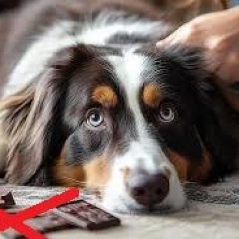 troc de  L'Énigme de Pâques - Solution, sur mytroc