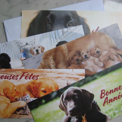 troc de  Lot 5 cartes de vœux chiens, sur mytroc