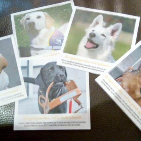 troc de  5 photos/cartes carrées de chiens d'aveugles, sur mytroc