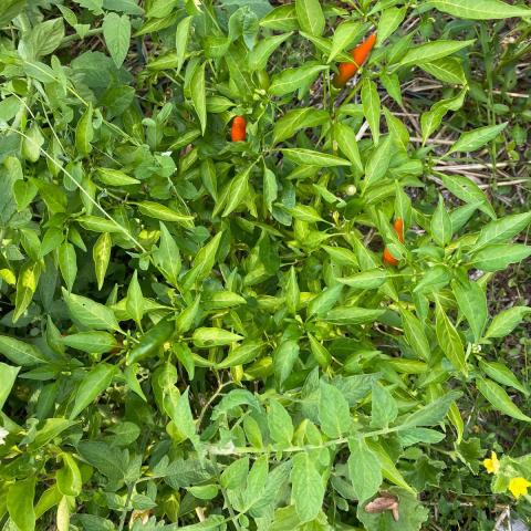 troc de  Piment bio fort de mon potager, sur mytroc