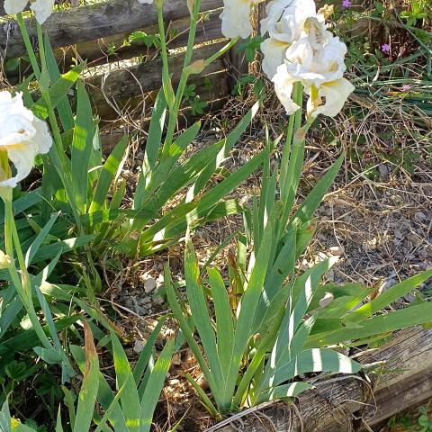 troc de  Iris blanc, sur mytroc