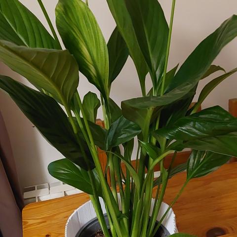 troc de  Plante Spathiphyllum, sur mytroc