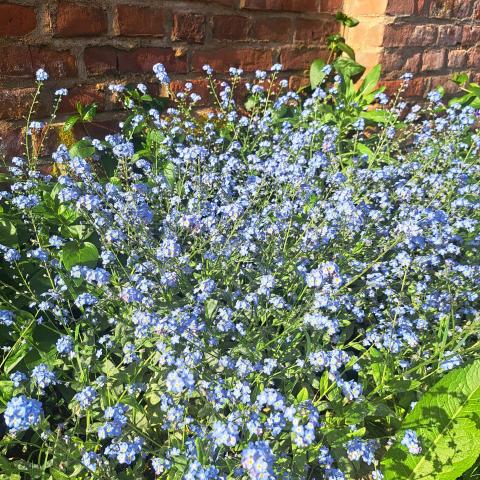 troc de  Graines de Myosotis, sur mytroc