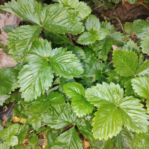 troc de  Plants de fraises des bois, sur mytroc