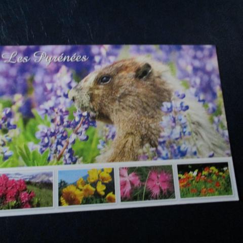 troc de  carte postale marmotte, sur mytroc