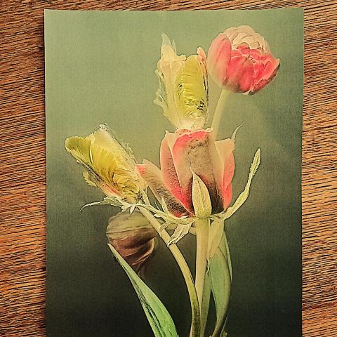 troc de  Affiche "Les fleurs roses"., sur mytroc