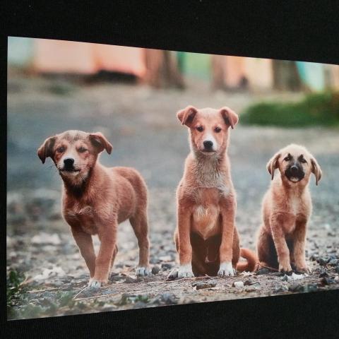 troc de  Carte " 3 chiens " format panoramique 14.8 x10.5 cm, sur mytroc