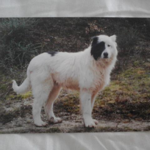 troc de  Carte postale chien de berger noir & blanc, sur mytroc