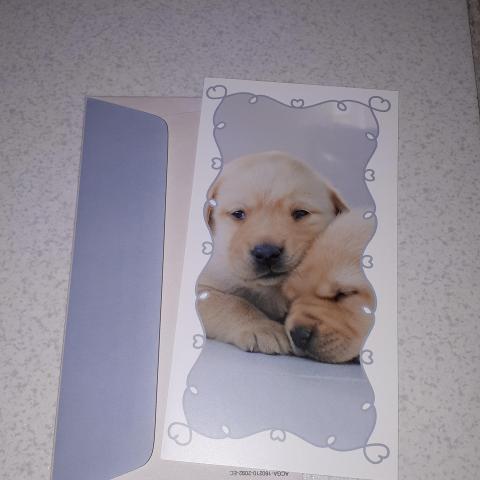 troc de  Carte postale chien, sur mytroc