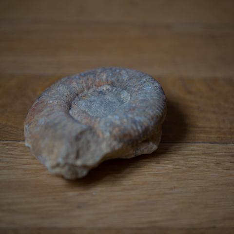 troc de  Fossile d’ammonite environ 8cm., sur mytroc