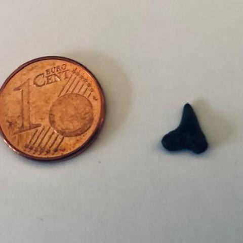 troc de  Dent de requin fossilisée - Provenance USA, sur mytroc