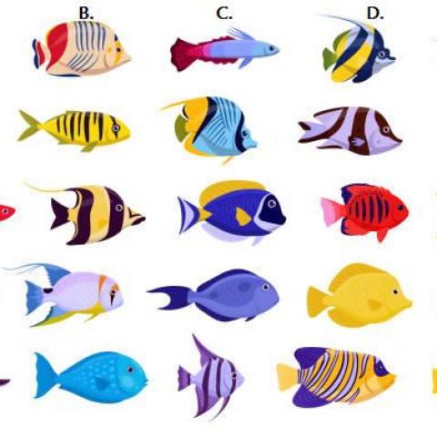 troc de  Le Poisson exotique du 1er Avril (Jeu 24H Chrono), sur mytroc