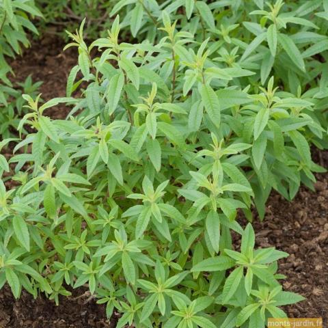 troc de  Verveine citronnée, sur mytroc