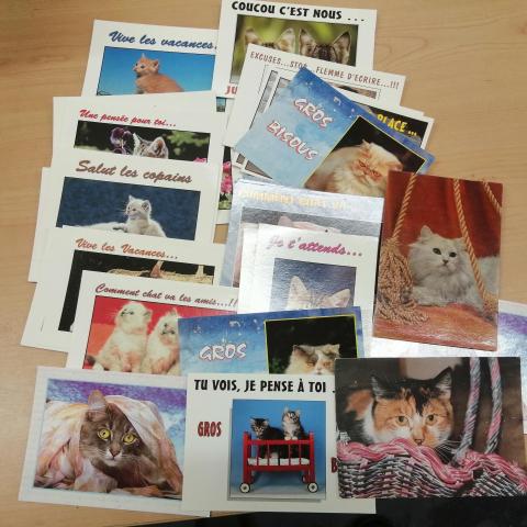 troc de  Petit lot cartes postales chat, sur mytroc