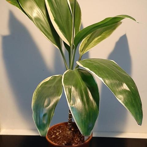 troc de  Cordyline, sur mytroc