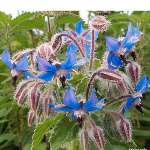 troc de  Plant de bourrache, sur mytroc