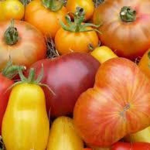 troc de  25 graines de tomates en mélange de variétés, sur mytroc