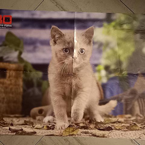 troc de  Poster chaton céleste., sur mytroc