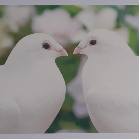troc de  RESERVE Ginkgo Carte postale amour 2, sur mytroc