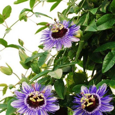 troc de  Graines de passiflore., sur mytroc