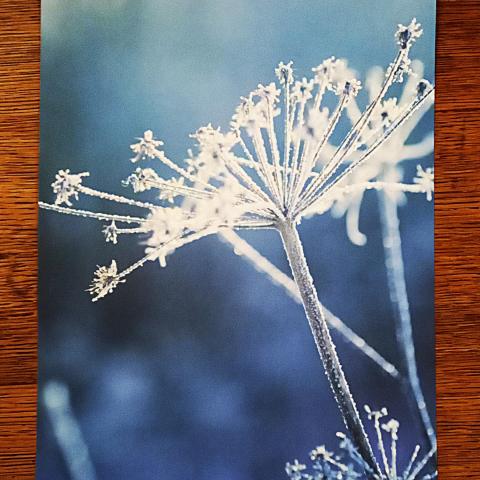 troc de  Affiche "Viens, allons voir la neige jusqu'à nous ensevelir !", sur mytroc