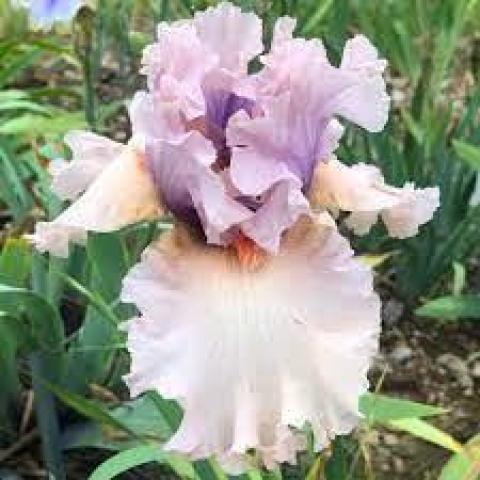 troc de  Recherche jolis iris pour mon jardin, sur mytroc