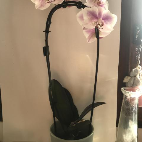 troc de  Magnifique Orchidée, sur mytroc