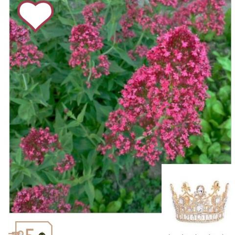 troc de  Graines Valériane des jardins, sur mytroc