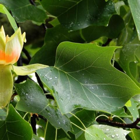 troc de  Graines de Tulipier de Virginie - Liriodendron arbre aux lis, sur mytroc