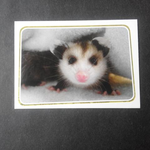 troc de  Adorables bébés animaux - N° 336 - Sticker Panini, sur mytroc