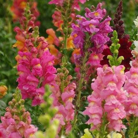 troc de  Graines de mufliers, sur mytroc