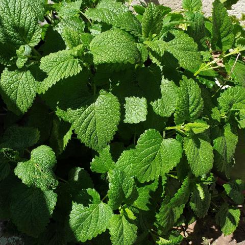 troc de  Mélisse citronnelle séchée, sur mytroc