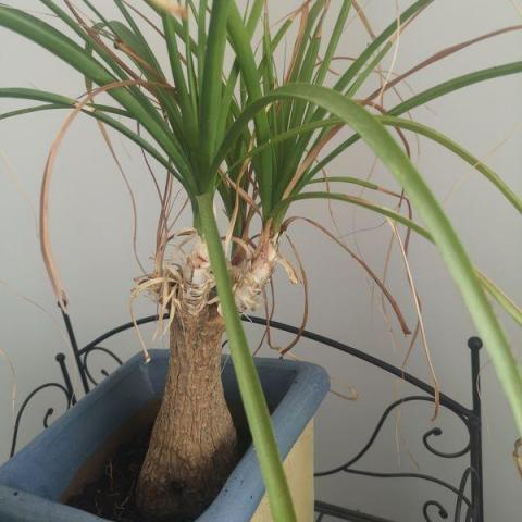 troc de  echange  dracaena et  beaucarnéa contre yuccas  cactus, sur mytroc