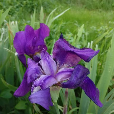 troc de  Iris bleue violacée, sur mytroc