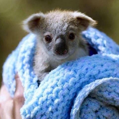 troc de  TROCS POUR NINI, sur mytroc