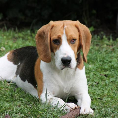 troc de  Cherche gardes régulières chien (beagle) en semaine 91, sur mytroc