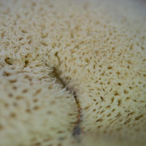 troc de  Eponge naturelle 17cm, sur mytroc