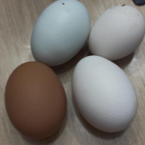 troc de  Œufs frais, sur mytroc