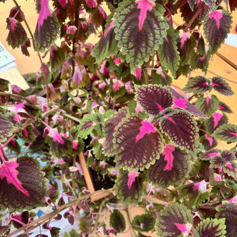 troc de  Coleus Arc en Ciel Bouture, sur mytroc