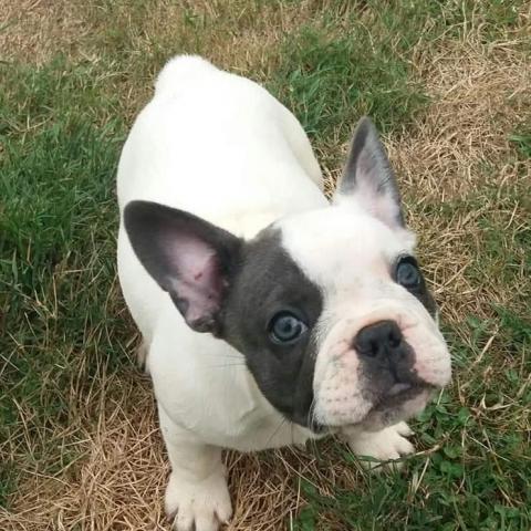 troc de  Chiot bouledogue français mâle a donner, sur mytroc