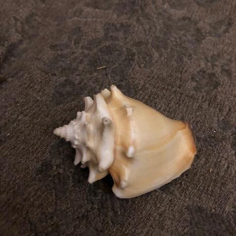 troc de  Coquillage longueur approx. 8,5cm, sur mytroc