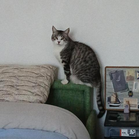 troc de  Cage de transport pour mon chat Tigri, sur mytroc