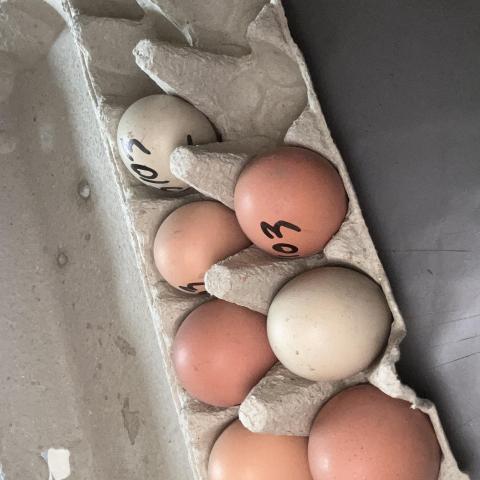 troc de  Œuf de poule, sur mytroc