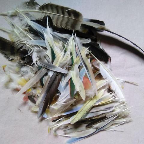 troc de  lot plumes oiseaux, .... très bon état, sur mytroc