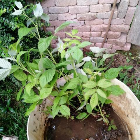 troc de  Petits plants de framboisiers, sur mytroc