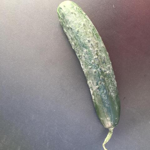 troc de  concombre 21 cm, sur mytroc